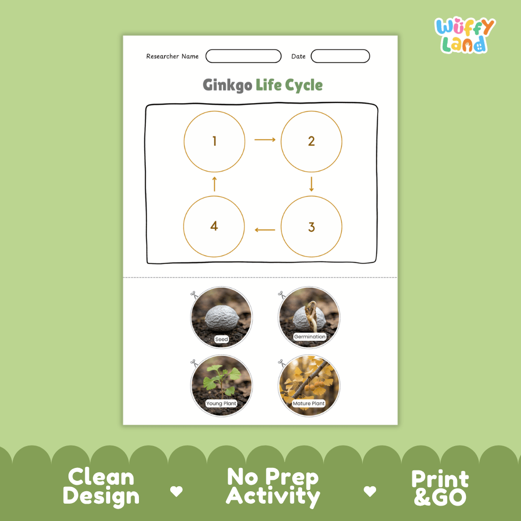 Ginkgo Life Cycle Poster and Cut and Paste Activity Worksheet