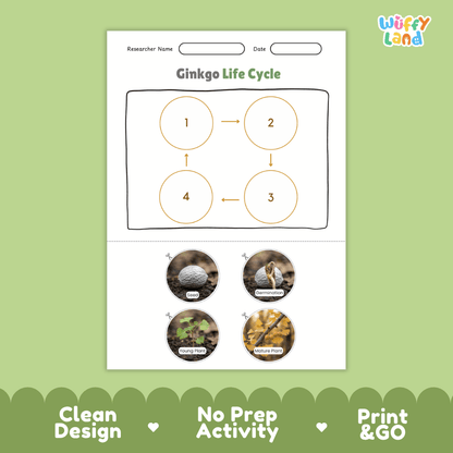 Ginkgo Life Cycle Poster and Cut and Paste Activity Worksheet