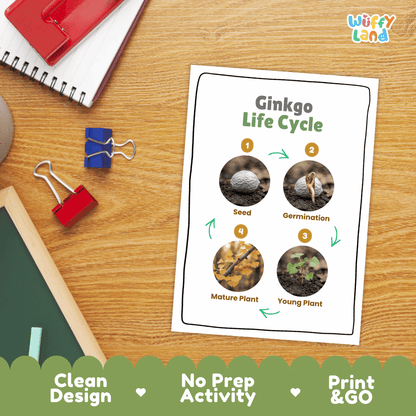 Ginkgo Life Cycle Poster and Cut and Paste Activity Worksheet