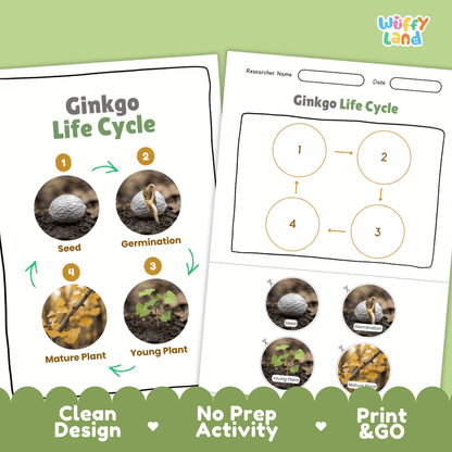 Ginkgo Life Cycle Poster and Cut and Paste Activity Worksheet