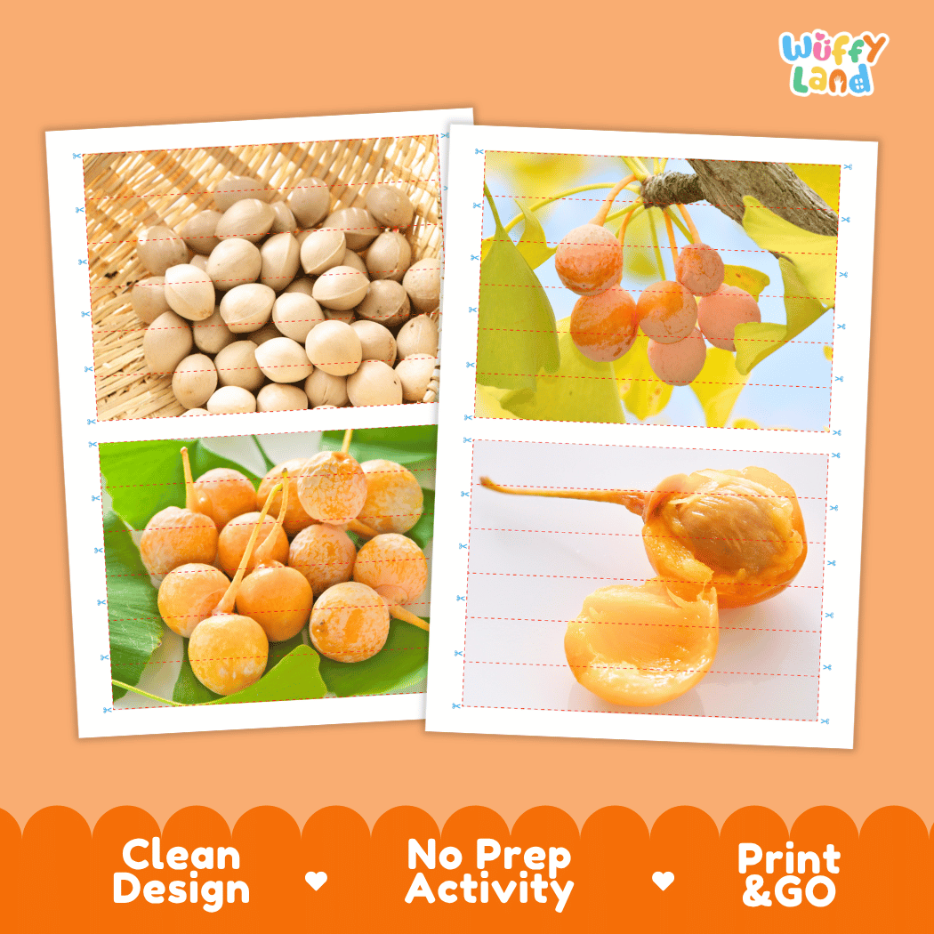 Ginkgo Nut Cut and Match Activity Worksheets | Nuts and Dried Fruits Puzzle Printables
