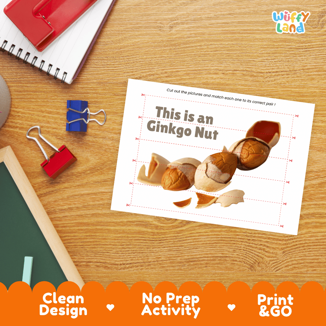Ginkgo Nut Cut and Match Activity Worksheets | Nuts and Dried Fruits Puzzle Printables
