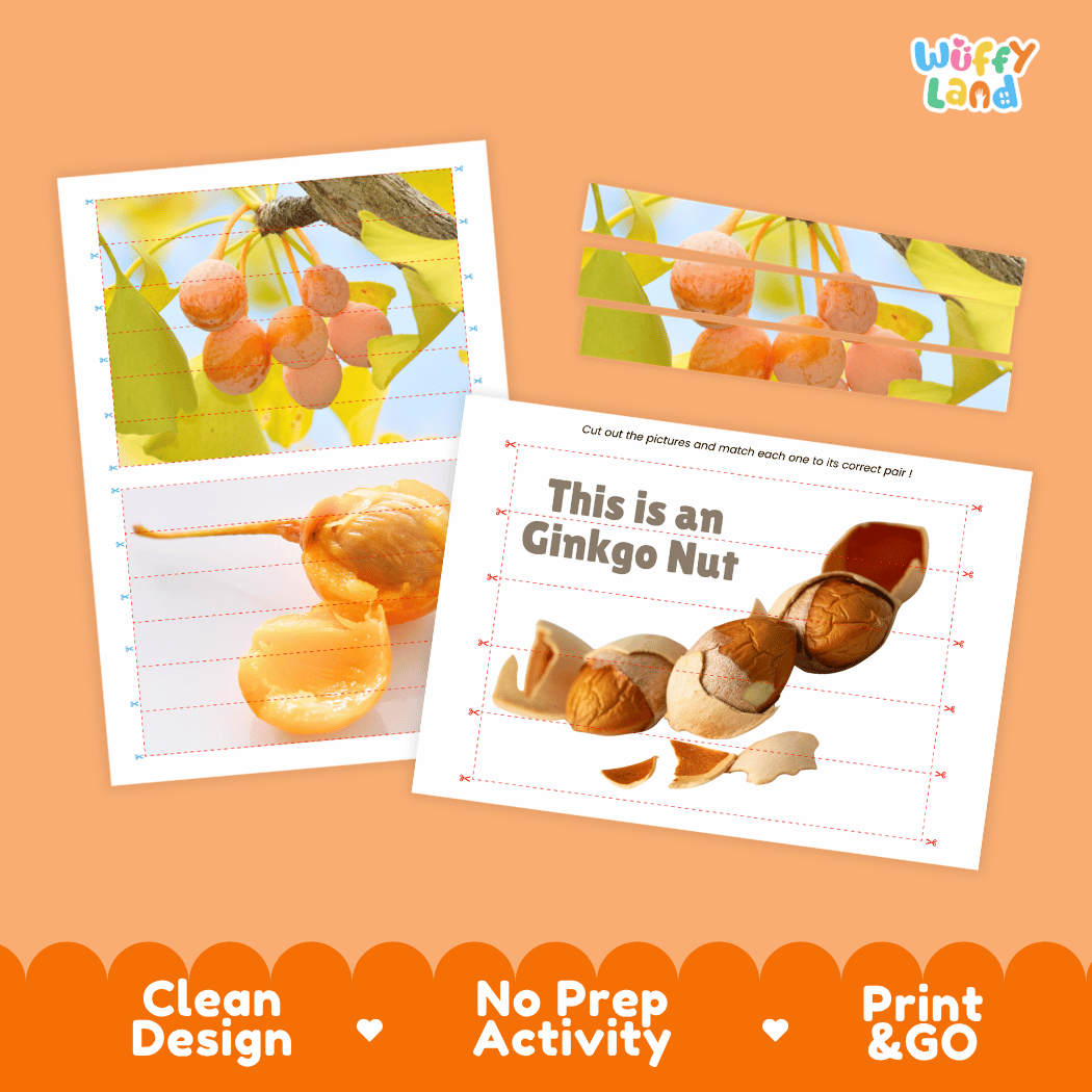 Ginkgo Nut Cut and Match Activity Worksheets | Nuts and Dried Fruits Puzzle Printables
