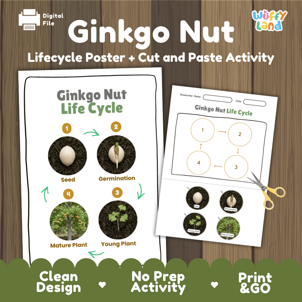 Ginkgo Nut Life Cycle Poster and Cut and Paste Activity Worksheets