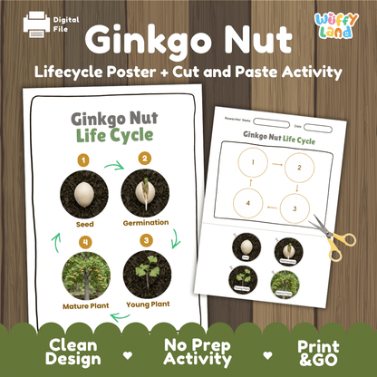 Ginkgo Nut Life Cycle Poster and Cut and Paste Activity Worksheets
