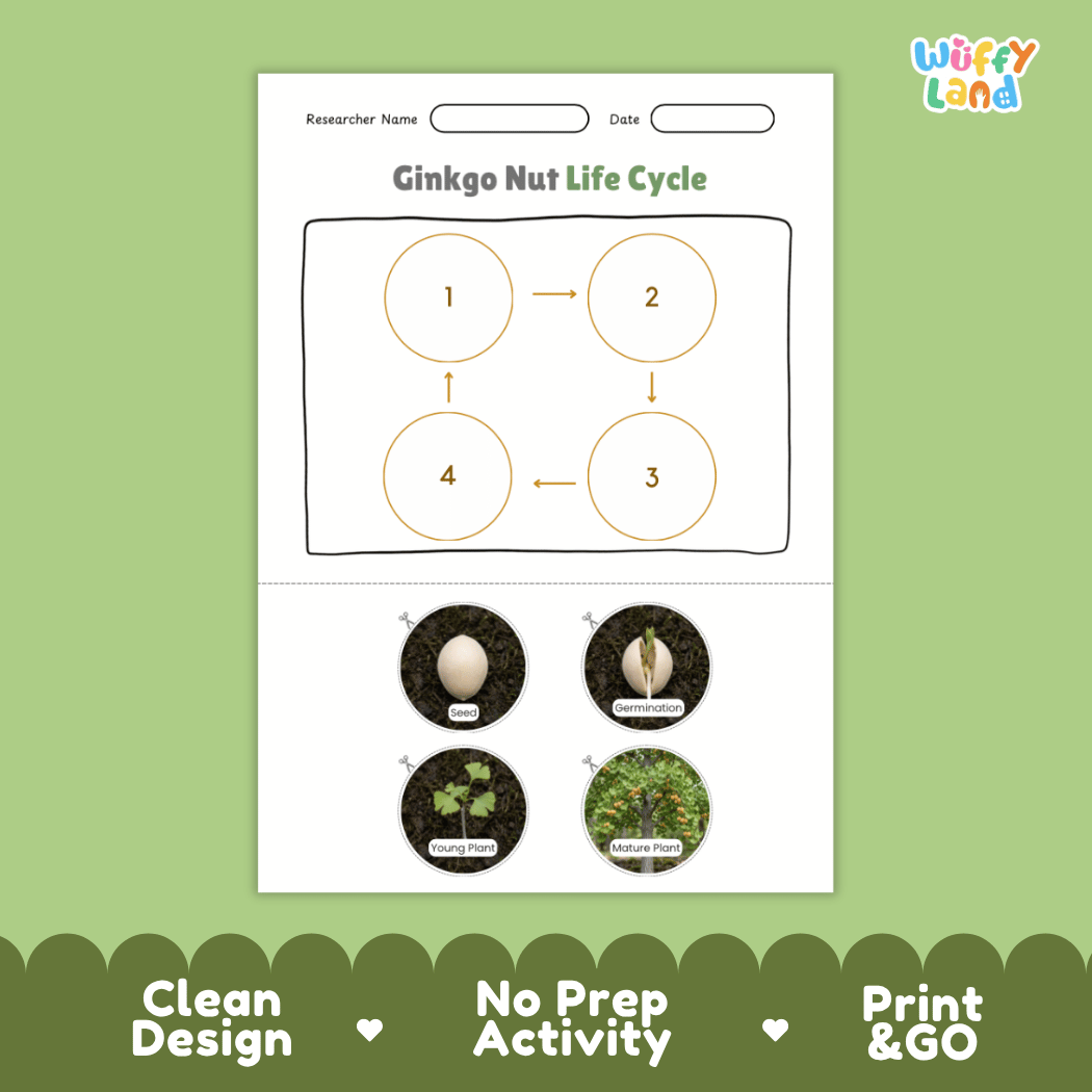 Ginkgo Nut Life Cycle Poster and Cut and Paste Activity Worksheets