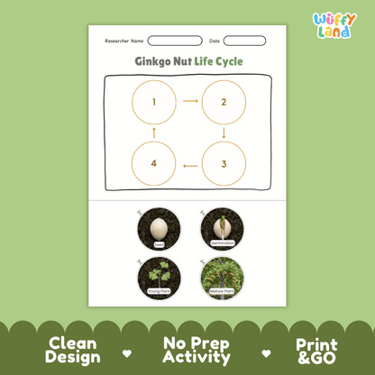 Ginkgo Nut Life Cycle Poster and Cut and Paste Activity Worksheets