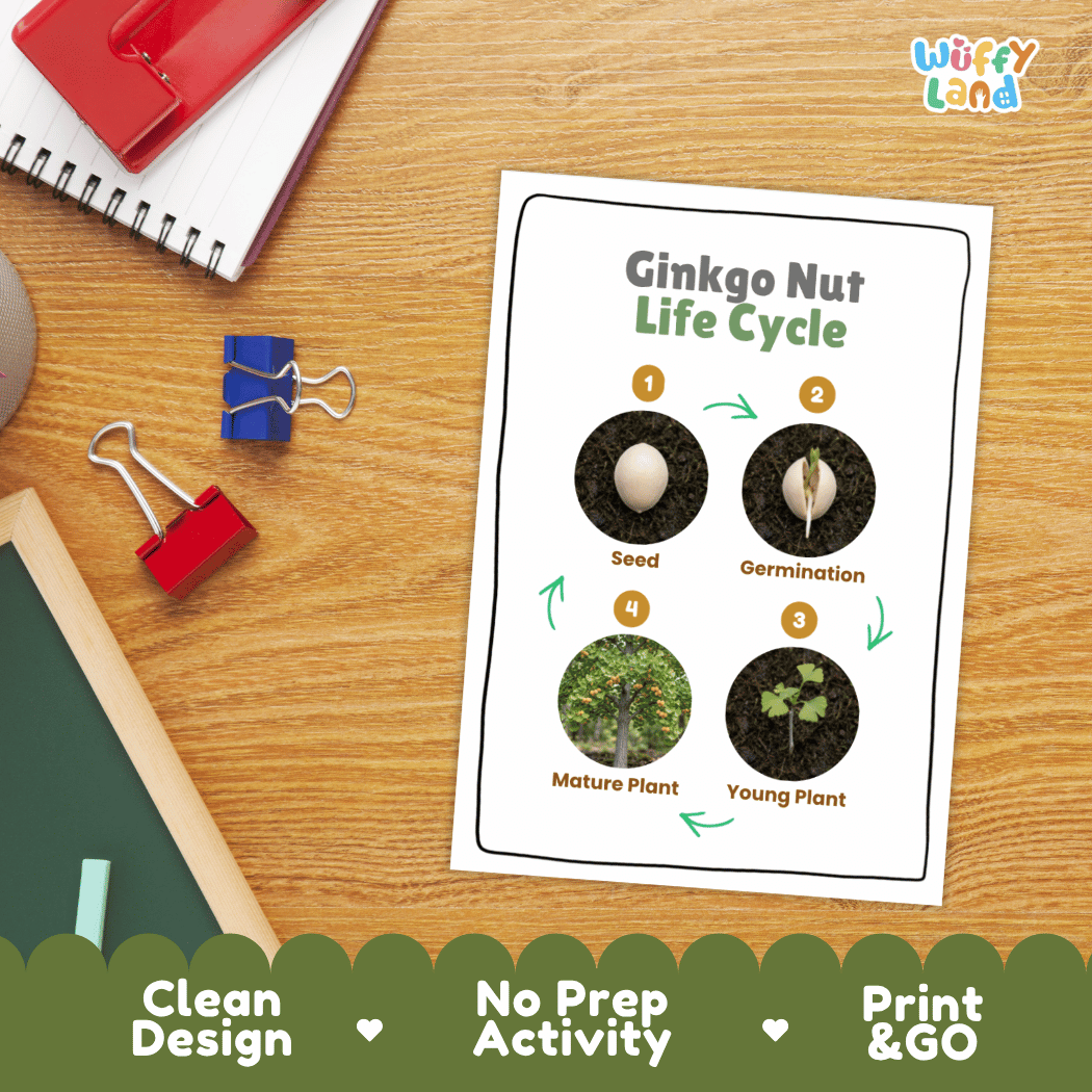 Ginkgo Nut Life Cycle Poster and Cut and Paste Activity Worksheets