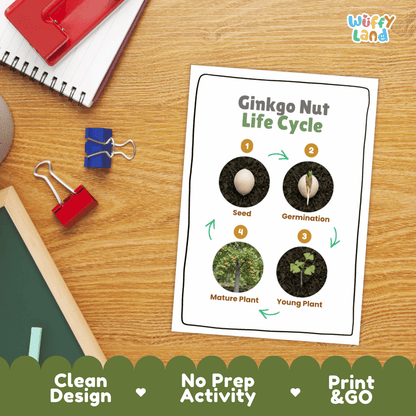 Ginkgo Nut Life Cycle Poster and Cut and Paste Activity Worksheets