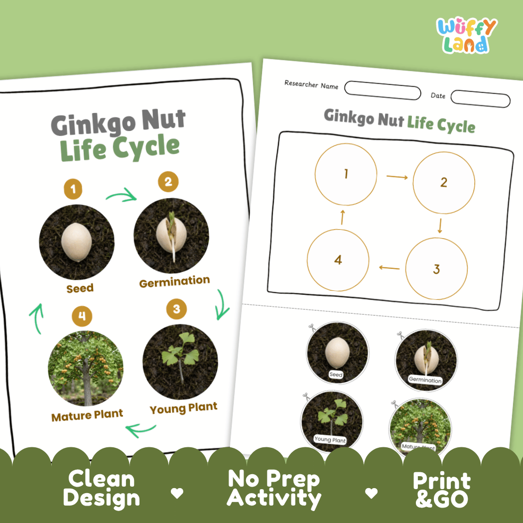 Ginkgo Nut Life Cycle Poster and Cut and Paste Activity Worksheets