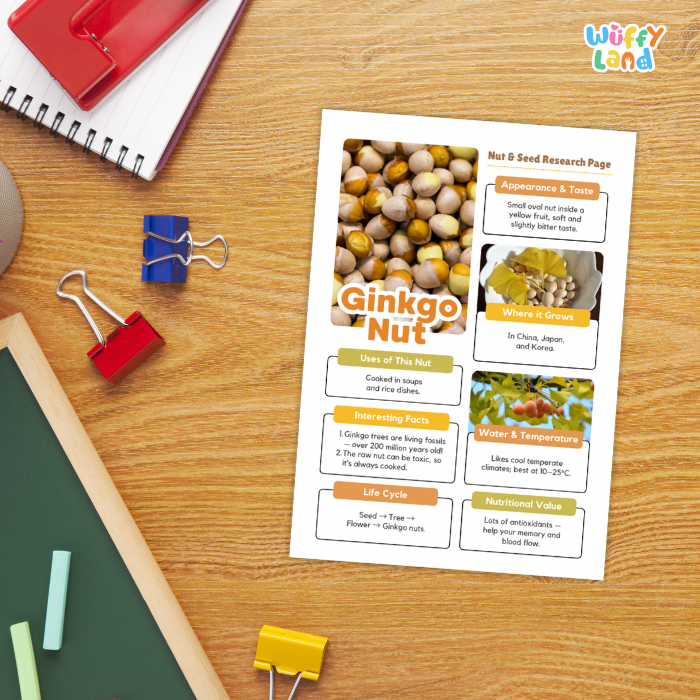 A printed research page about ginkgo nut displayed on a wooden desk, surrounded by school supplies including a spiral notebook, binder clips, chalk, and a red notebook. The page includes text sections and photos of ginkgo seeds.