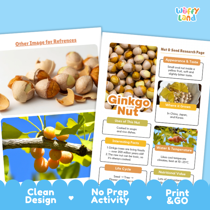 A promotional graphic for an educational print-and-go activity about ginkgo nuts. Two printed sheets are shown on a light blue background, one with a photo of cracked ginkgo nuts and one with a page titled 'Ginkgo Nut' containing text and small inset photos.