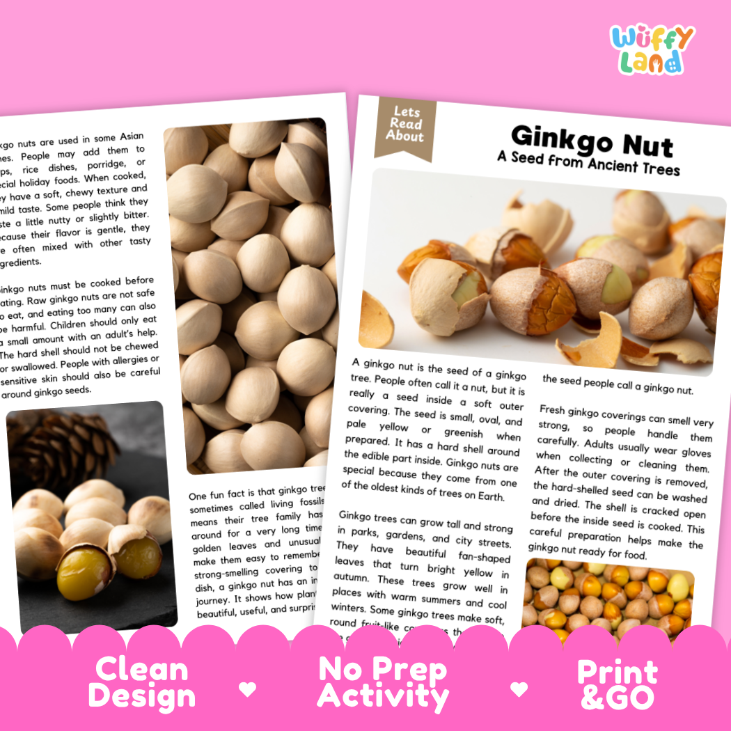 An educational activity sheet titled 'Ginkgo Nut: A Seed from Ancient Trees' by Wiffly Land, featuring a 'Clean Design' and 'No Prep Activity' option with a photo of a cracked ginkgo nut and text instructions on how to prepare and eat it.