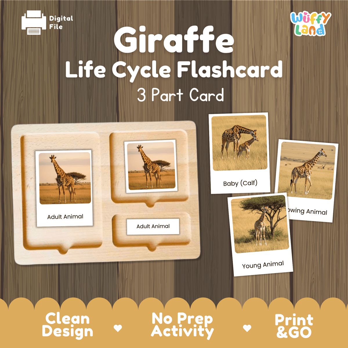 Montessori 3-part photo cards for giraffe life cycle shown on wooden tray paired with animal research report worksheets and reference photo page   