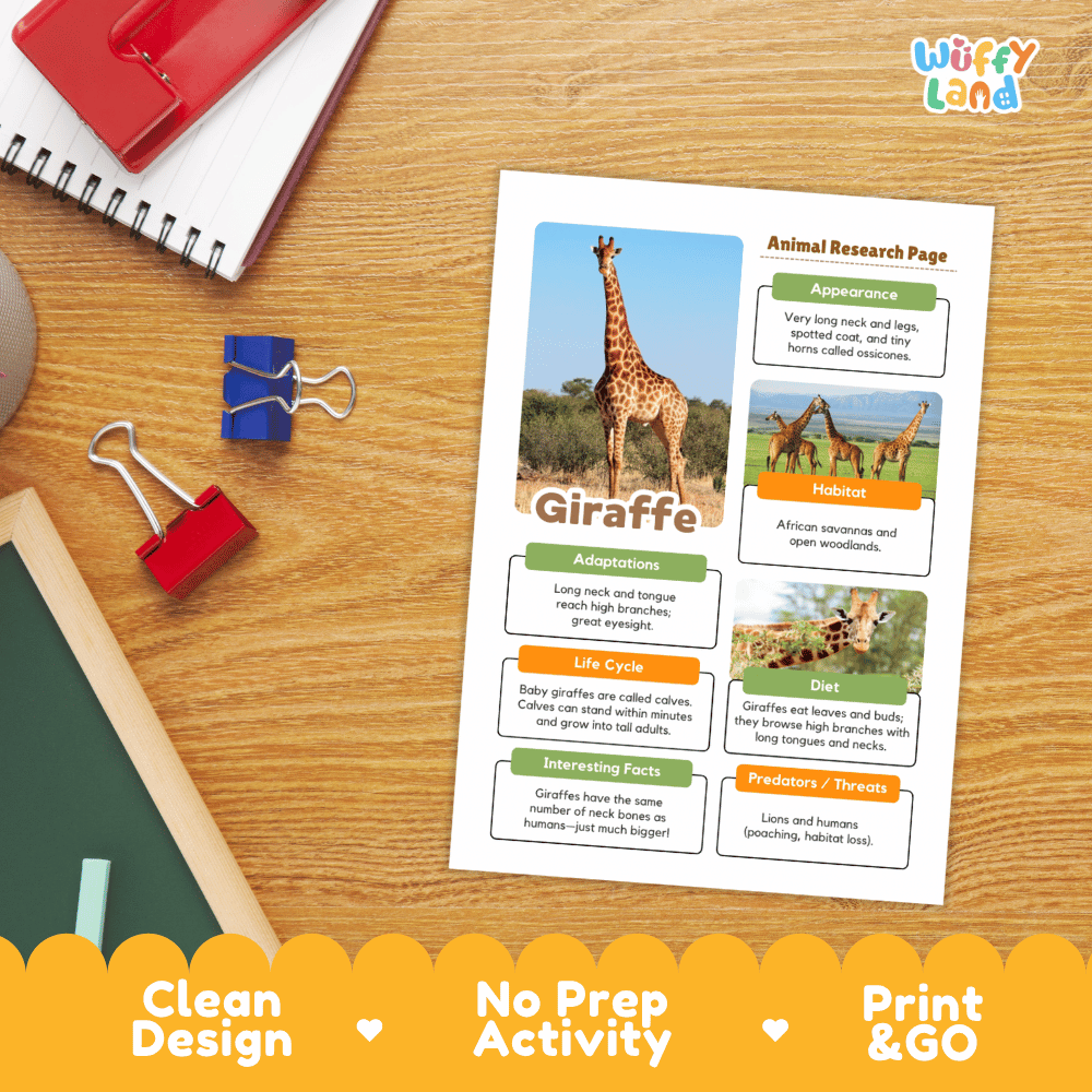 An educational animal research page about a giraffe laid on a wooden desk, surrounded by school supplies like a red notebook, binder clips, and a chalkboard. The page includes text sections, a giraffe photo, and small inset animal photos.