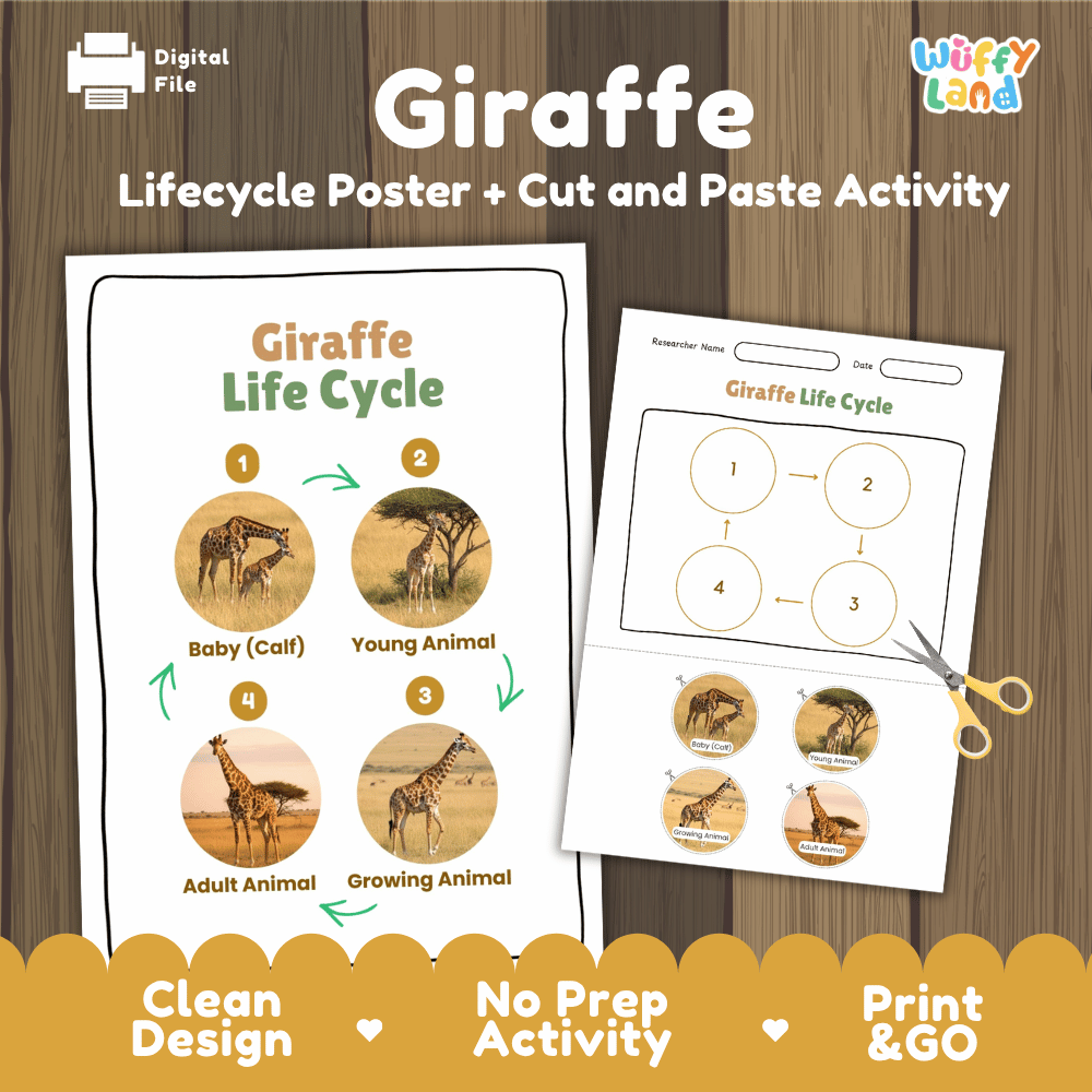 Giraffe Lifecycle Poster and Cut and Paste Activity Worksheets | Animal Science Printables