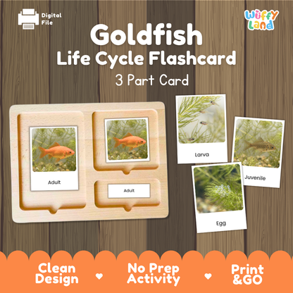 Goldfish Life Cycle Flashcard set by Wiffy Land, featuring a wooden 3-part card tray with labeled sections for Adult, Larva, and Egg, shown alongside sample flashcards on a wood-grain background.