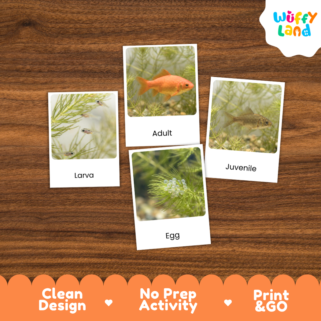Goldfish Life Cycle Flashcards 3 Part Cards Montessori Science Printable