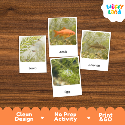 Goldfish Life Cycle Flashcards 3 Part Cards Montessori Science Printable
