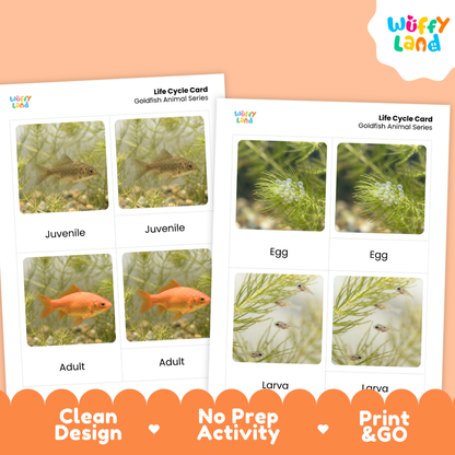 Goldfish Life Cycle Flashcards 3 Part Cards Montessori Science Printable