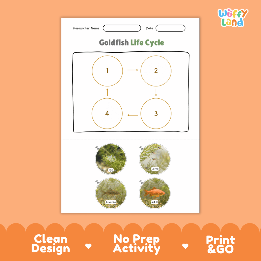 Goldfish Life Cycle Poster and Cut and Paste Worksheet Activity