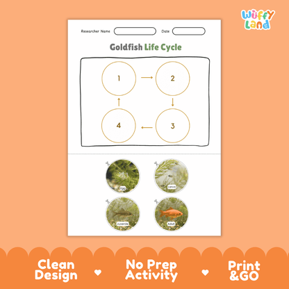Goldfish Life Cycle Poster and Cut and Paste Worksheet Activity