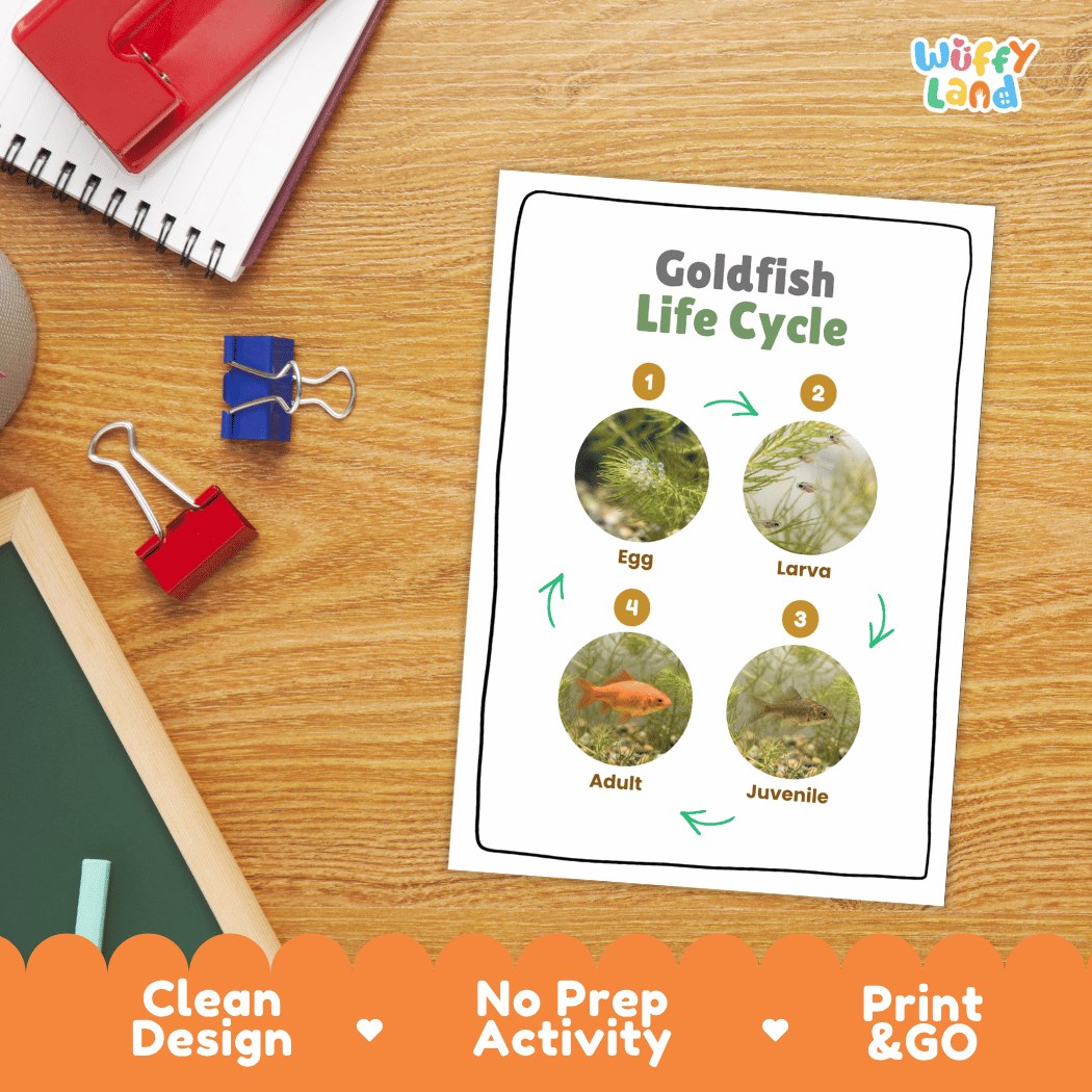 Goldfish Life Cycle Poster and Cut and Paste Worksheet Activity