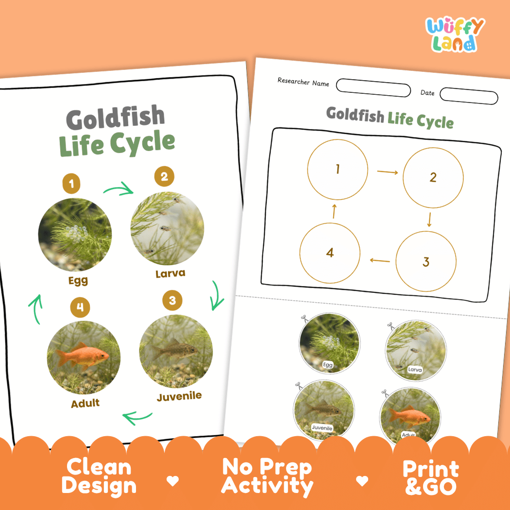 Goldfish Life Cycle Poster and Cut and Paste Worksheet Activity