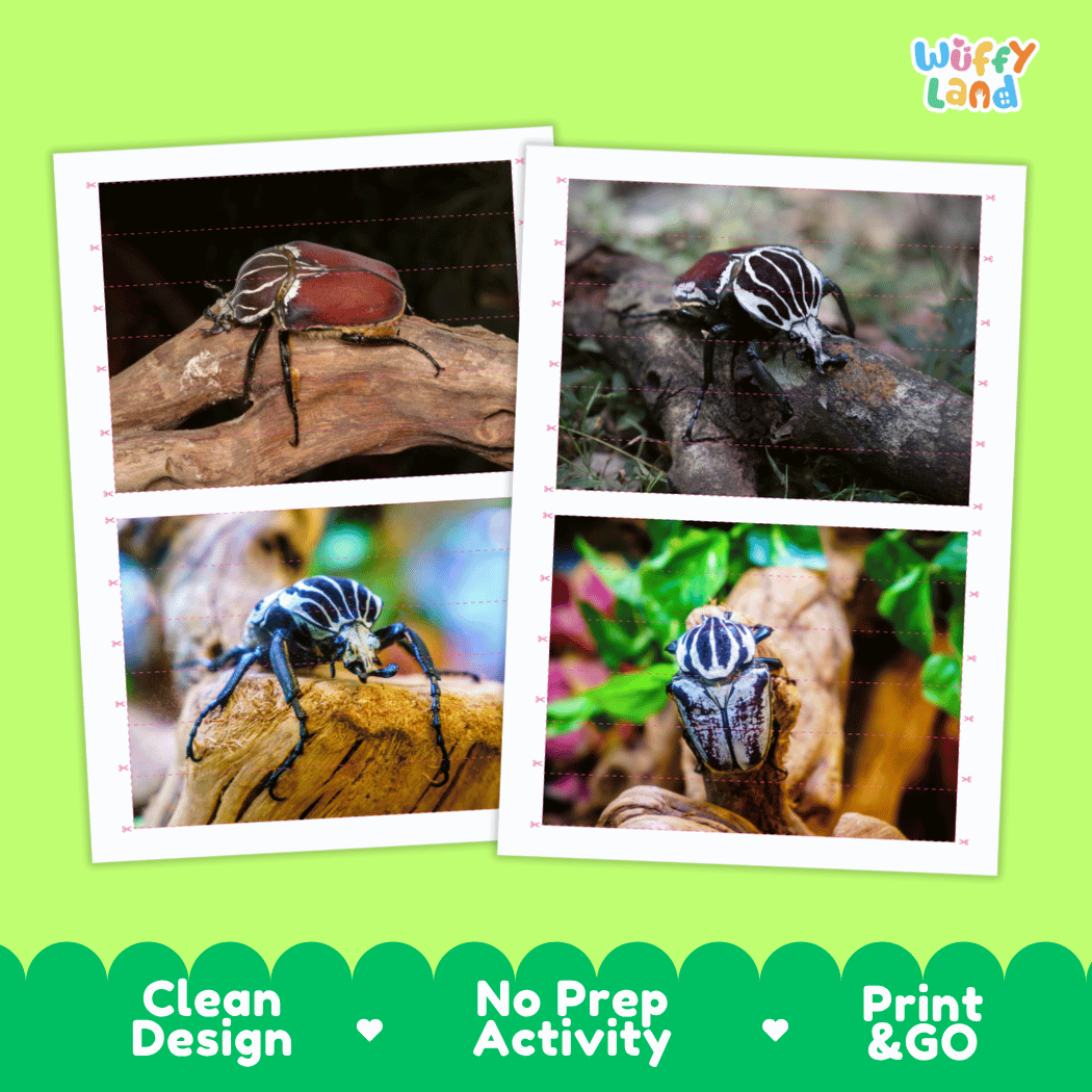Goliath Beetle Cut and Match Activity Printables Worksheets