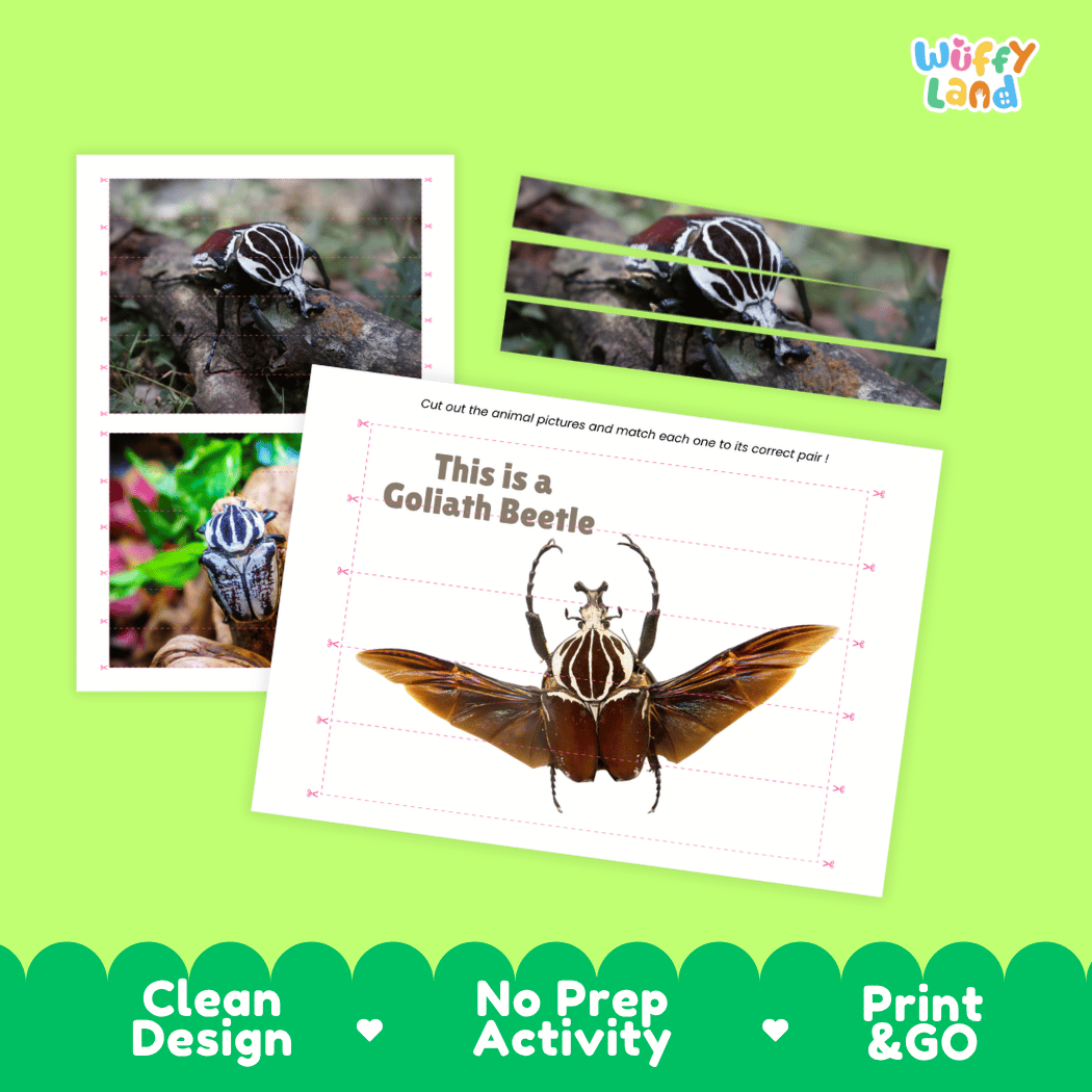 Goliath Beetle Cut and Match Activity Printables Worksheets