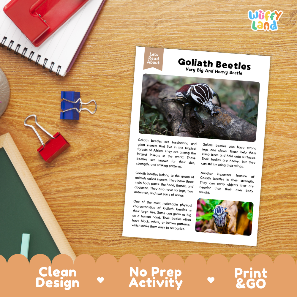 An educational activity sheet about Goliath Beetles laid flat on a wooden desk with notebooks, clips, and a pencil. The sheet has text, a beetle photo, and a small inset image, with the brand name 'Wiffly Land' visible in the top right corner.