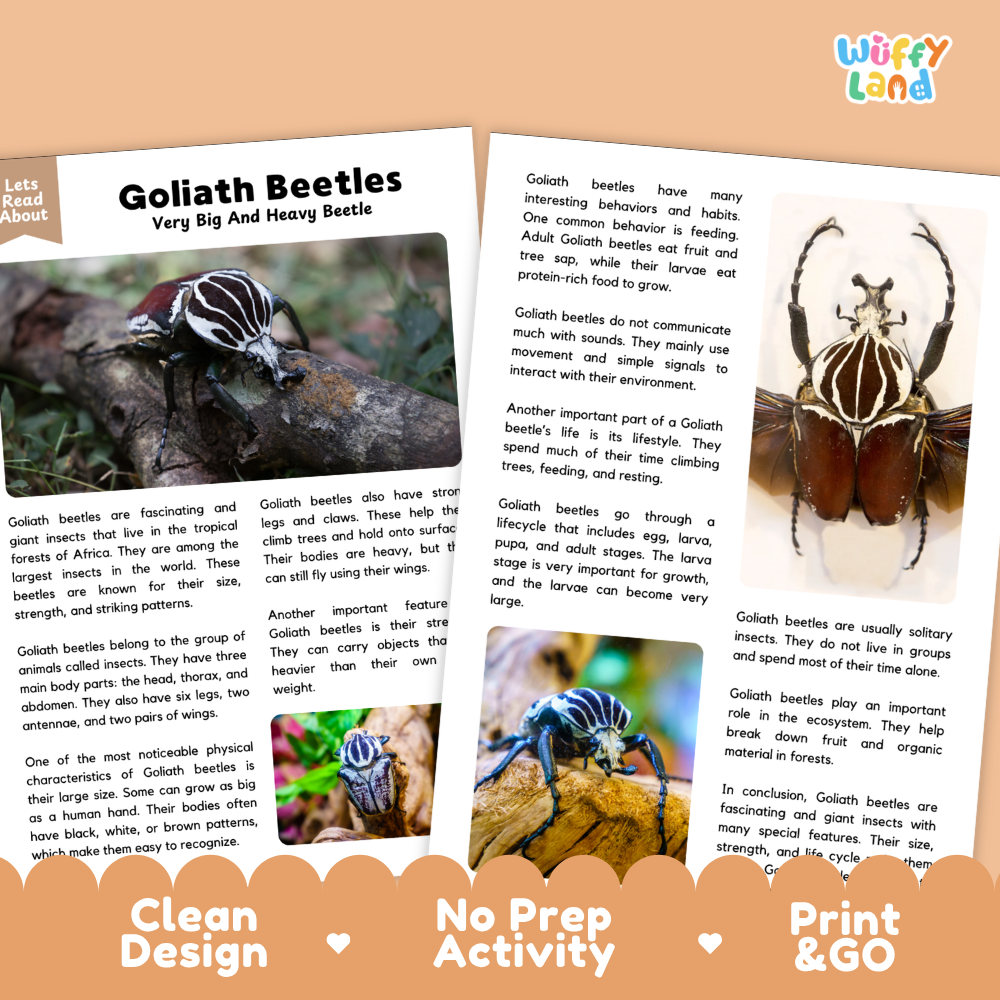 An educational activity sheet about Goliath Beetles from the brand Wuffly Land. The page features a clean white background with text, illustrations of beetles, and a small diagram, framed by a decorative orange border with 'Clean Design', 'No Prep Activity', and 'Print & Go' labels.