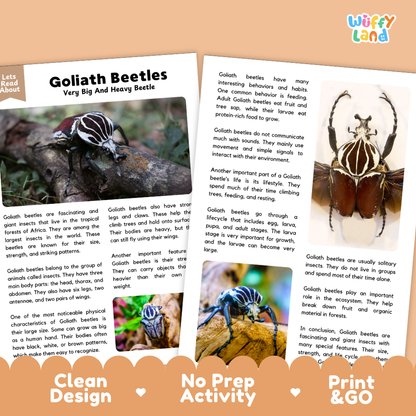 An educational activity sheet about Goliath Beetles from the brand Wuffly Land. The page features a clean white background with text, illustrations of beetles, and a small diagram, framed by a decorative orange border with 'Clean Design', 'No Prep Activity', and 'Print & Go' labels.