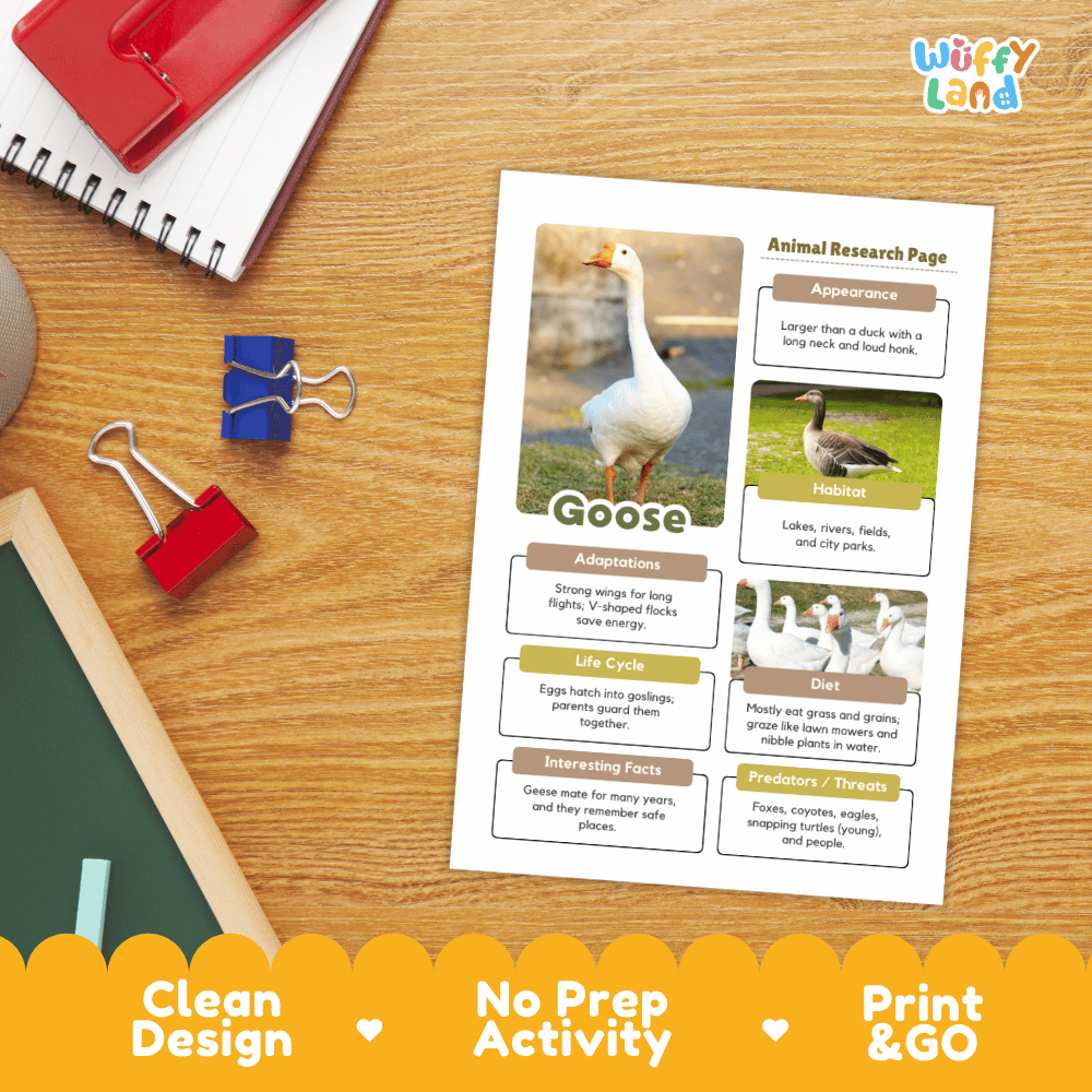 An educational animal research page about a goose, printed on a white sheet and placed on a wooden desk with notebooks, binder clips, and a chalkboard visible. The sheet includes a large goose photo, text sections, and a colorful 'Wiffly Land' logo in the top right corner.