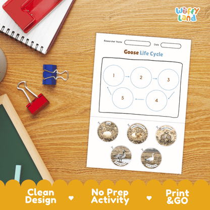 Goose Life Cycle Poster and Cut and Paste Activity Worksheets