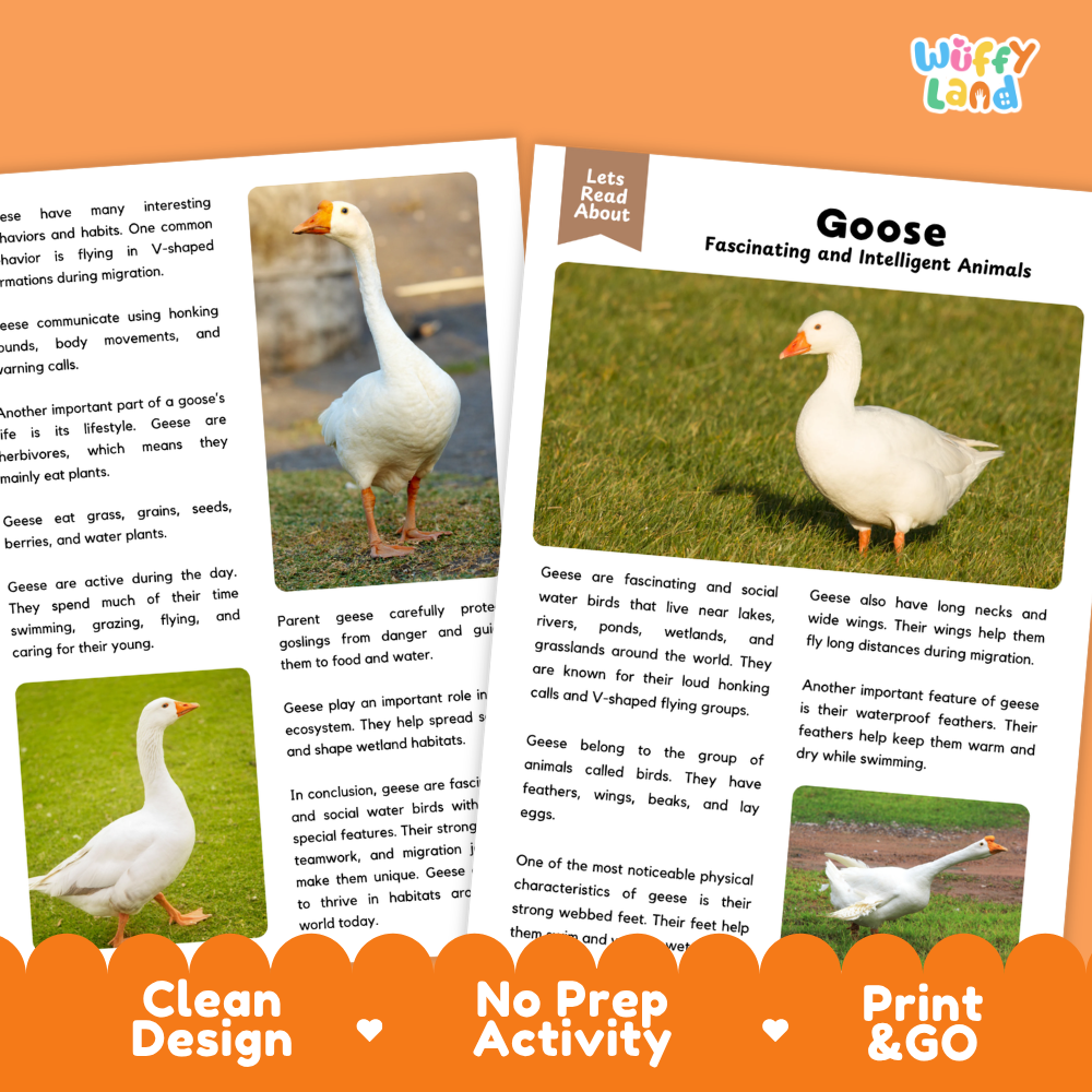 Goose Reading Passage and Comprehension Questions Worksheets