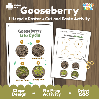 Gooseberry Life Cycle Poster and Cut and Paste Worksheet Activity