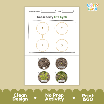 Gooseberry Life Cycle Poster and Cut and Paste Worksheet Activity