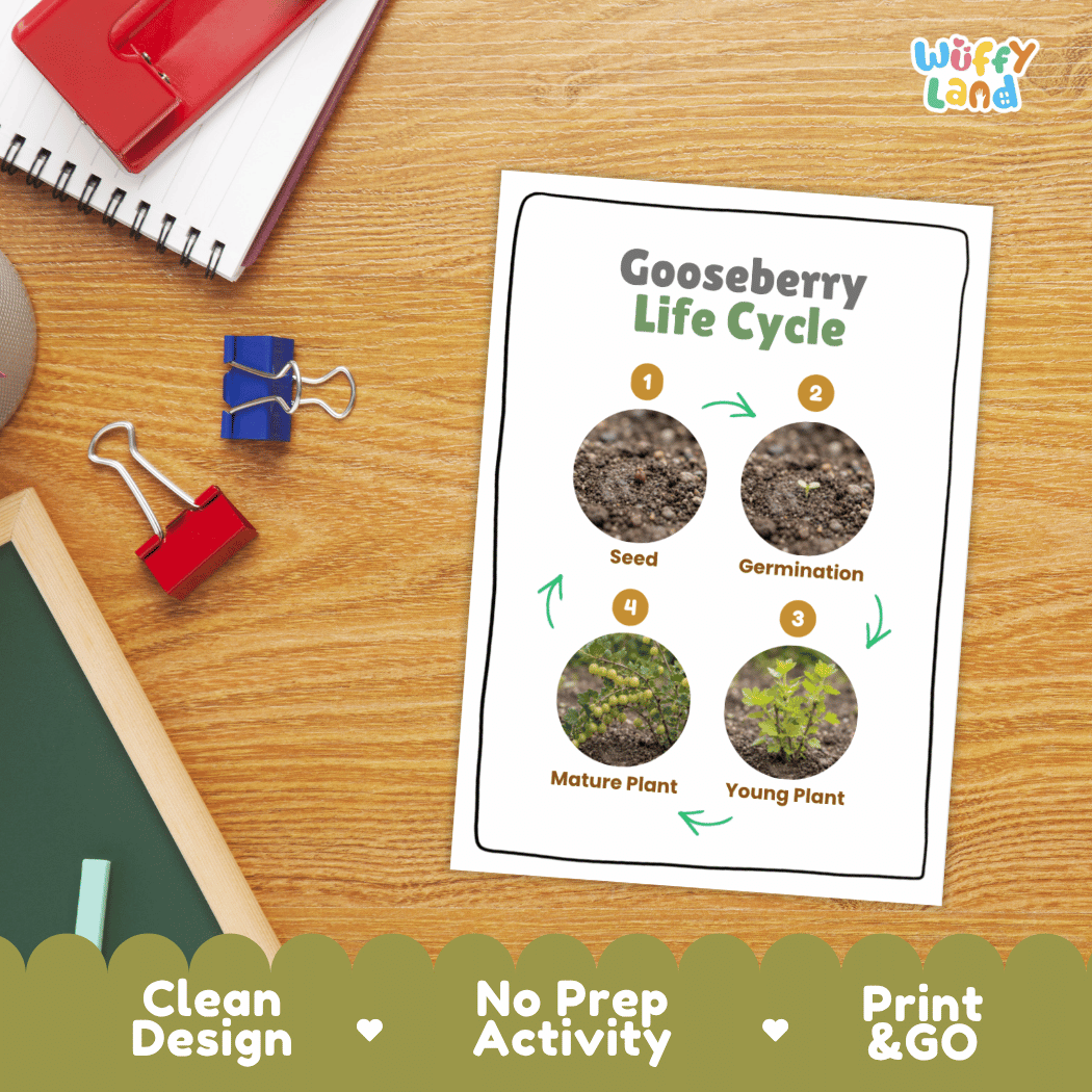 Gooseberry Life Cycle Poster and Cut and Paste Worksheet Activity