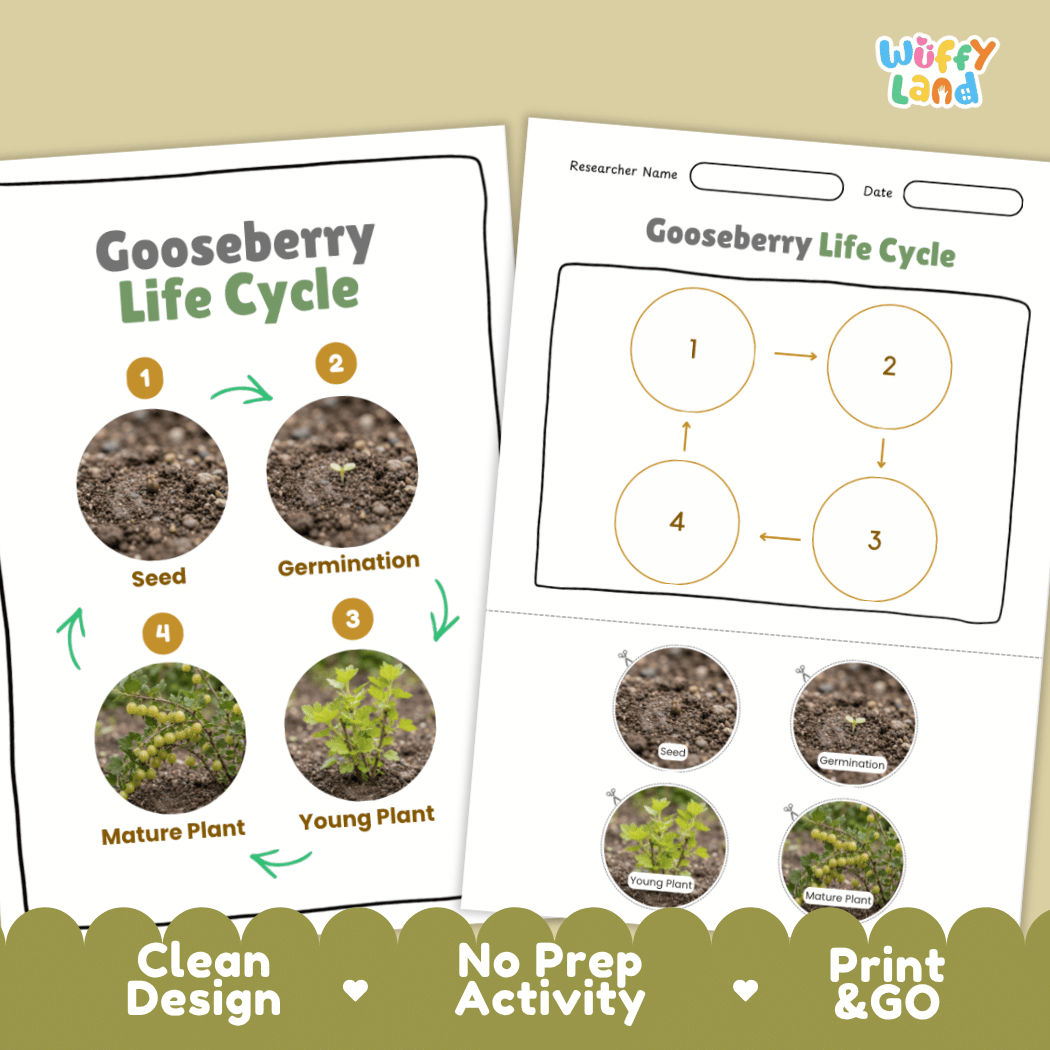 Gooseberry Life Cycle Poster and Cut and Paste Worksheet Activity