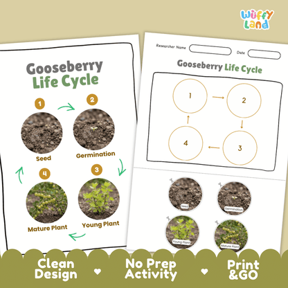 Gooseberry Life Cycle Poster and Cut and Paste Worksheet Activity