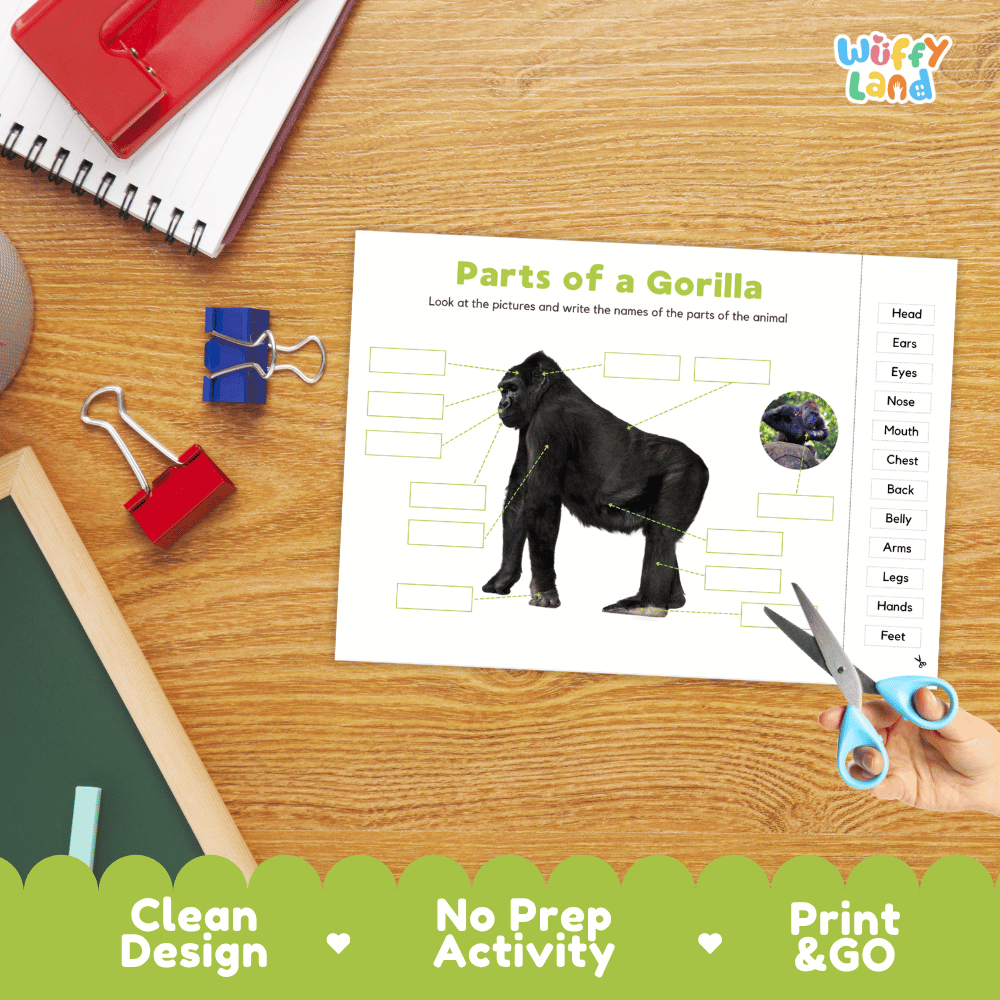 Differentiated gorilla body parts labeling worksheet featuring blank write-in boxes and vocabulary word bank