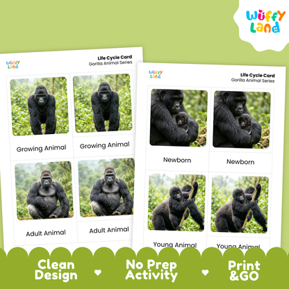 Two printable gorilla life cycle cards shown on a light green background with a white and green branded header. The cards feature labeled photos of gorillas at different stages: newborn, young animal, adult animal, and growing animal.