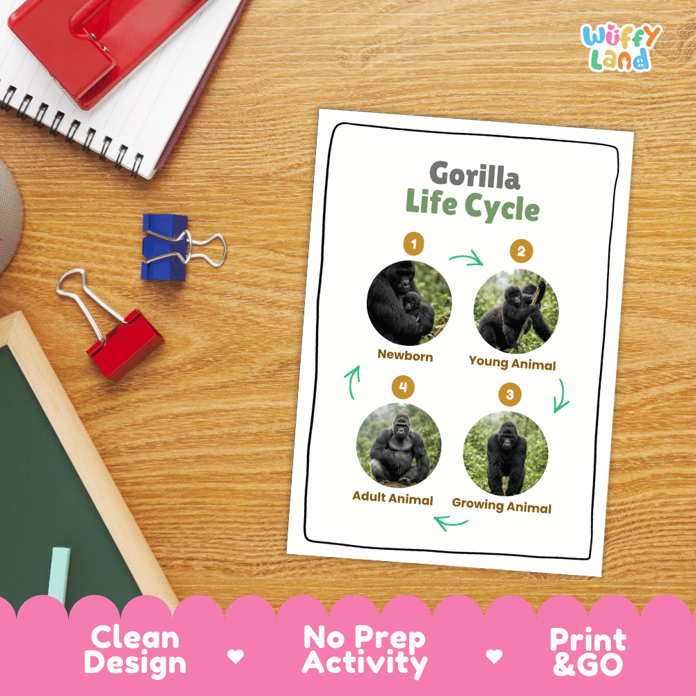 Gorilla Life Cycle Poster and Cut and Paste Activity Worksheets
