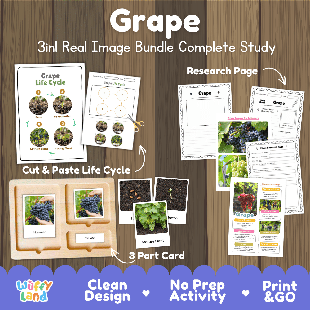 Grape plant 3in1 real image bundle complete study printable featuring life cycle cut and paste worksheets, Montessori 3-part cards, and research pages