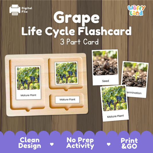 Montessori three part cards featuring real photographic images of grape vine growth stages and freshly harvested purple grape bunches displayed on a wooden tray