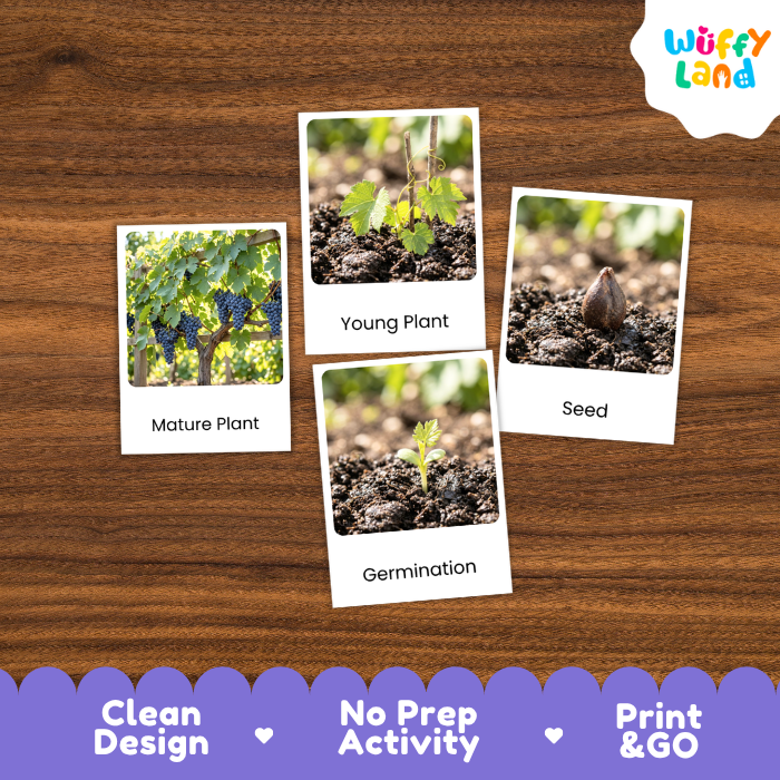 Grape Life Cycle Flashcard 3 Part Card Montessori Science Printable