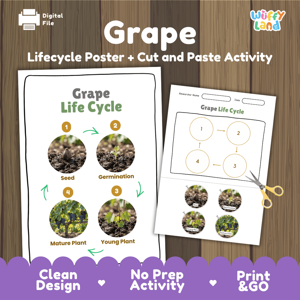 Grape Life Cycle Poster and Cut and Paste Worksheet Activity