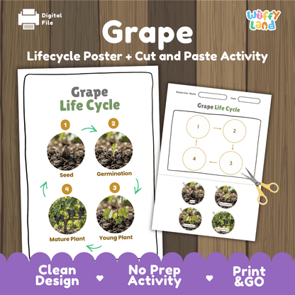 Grape Life Cycle Poster and Cut and Paste Worksheet Activity