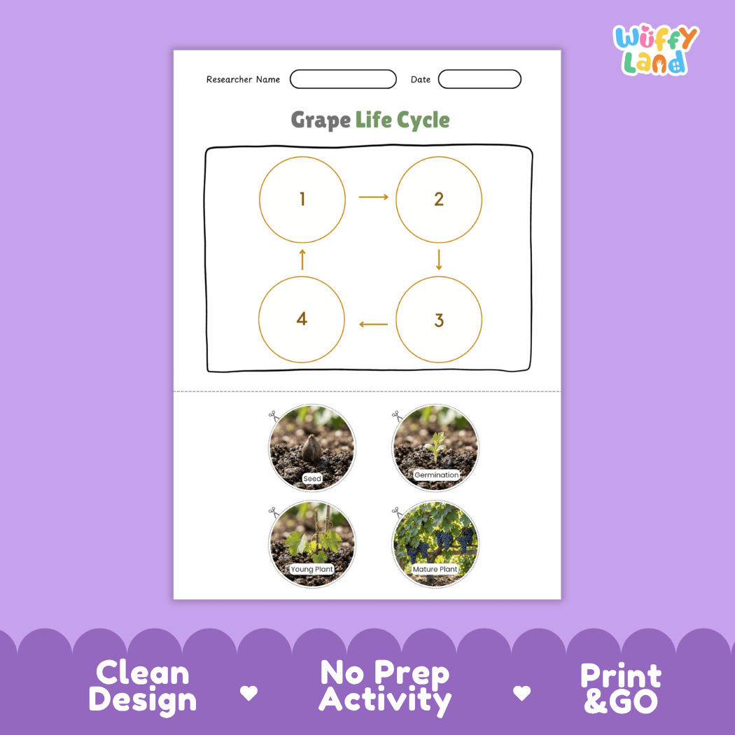 Grape Life Cycle Poster and Cut and Paste Worksheet Activity